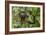 A wild brown-throated sloth , Landing Casual, Upper Amazon River Basin, Loreto, Peru-Michael Nolan-Framed Photographic Print