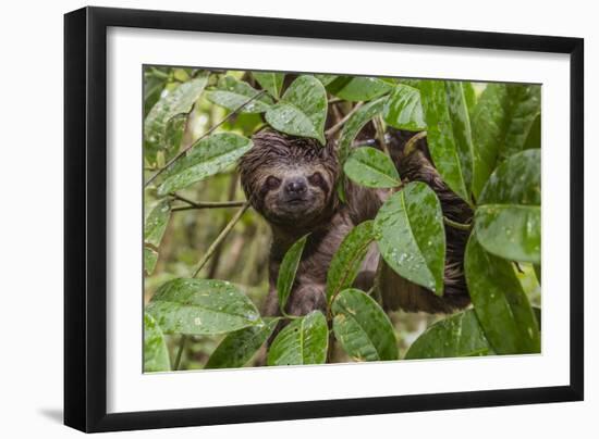 A wild brown-throated sloth , Landing Casual, Upper Amazon River Basin, Loreto, Peru-Michael Nolan-Framed Photographic Print