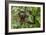 A wild brown-throated sloth , Landing Casual, Upper Amazon River Basin, Loreto, Peru-Michael Nolan-Framed Photographic Print