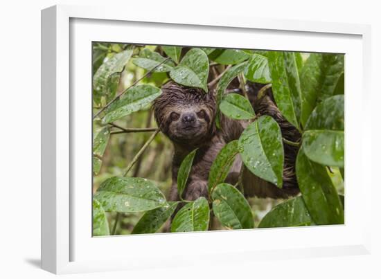 A wild brown-throated sloth , Landing Casual, Upper Amazon River Basin, Loreto, Peru-Michael Nolan-Framed Photographic Print