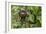 A wild brown-throated sloth , Landing Casual, Upper Amazon River Basin, Loreto, Peru-Michael Nolan-Framed Photographic Print