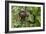 A wild brown-throated sloth , Landing Casual, Upper Amazon River Basin, Loreto, Peru-Michael Nolan-Framed Photographic Print