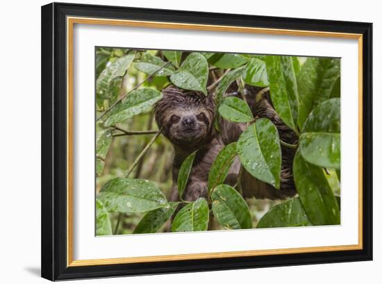 A wild brown-throated sloth , Landing Casual, Upper Amazon River Basin, Loreto, Peru-Michael Nolan-Framed Photographic Print