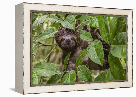 A wild brown-throated sloth , Landing Casual, Upper Amazon River Basin, Loreto, Peru-Michael Nolan-Framed Premier Image Canvas