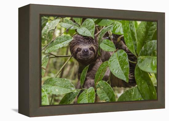 A wild brown-throated sloth , Landing Casual, Upper Amazon River Basin, Loreto, Peru-Michael Nolan-Framed Premier Image Canvas