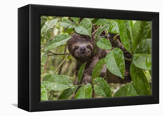 A wild brown-throated sloth , Landing Casual, Upper Amazon River Basin, Loreto, Peru-Michael Nolan-Framed Premier Image Canvas