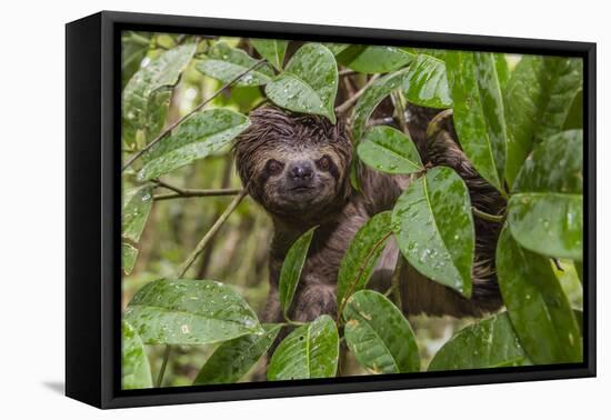 A wild brown-throated sloth , Landing Casual, Upper Amazon River Basin, Loreto, Peru-Michael Nolan-Framed Premier Image Canvas