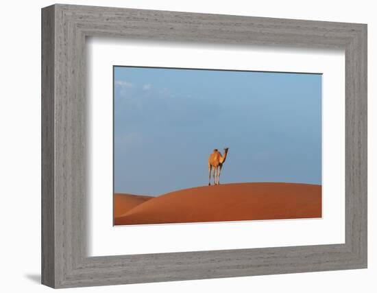 A wild camel standing atop a large sand dune in a vast desert. Wahiba Sands, Oman.-Sergio Pitamitz-Framed Photographic Print