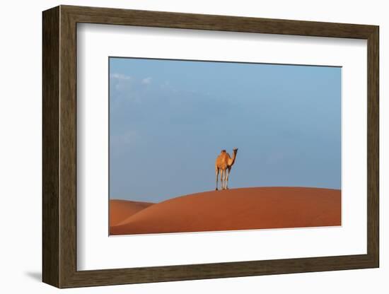 A wild camel standing atop a large sand dune in a vast desert. Wahiba Sands, Oman.-Sergio Pitamitz-Framed Photographic Print