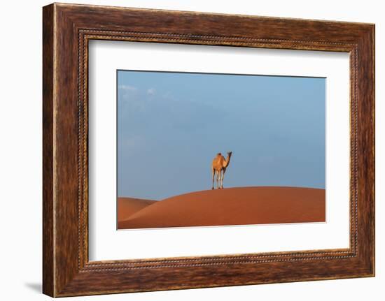 A wild camel standing atop a large sand dune in a vast desert. Wahiba Sands, Oman.-Sergio Pitamitz-Framed Photographic Print