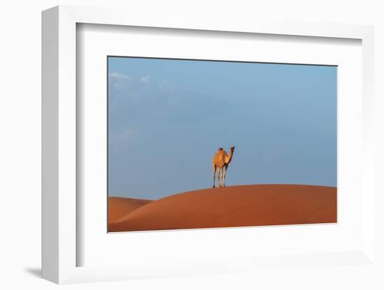 A wild camel standing atop a large sand dune in a vast desert. Wahiba Sands, Oman.-Sergio Pitamitz-Framed Photographic Print