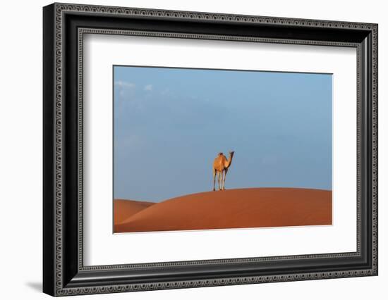 A wild camel standing atop a large sand dune in a vast desert. Wahiba Sands, Oman.-Sergio Pitamitz-Framed Photographic Print