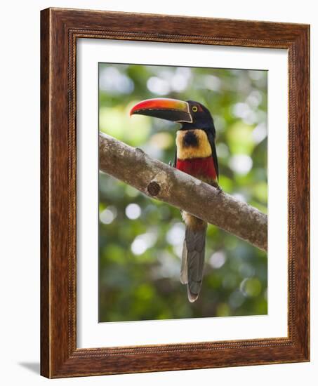 A Wild Fiery-Billed Aracari, Costa Rica-Jim Goldstein-Framed Photographic Print