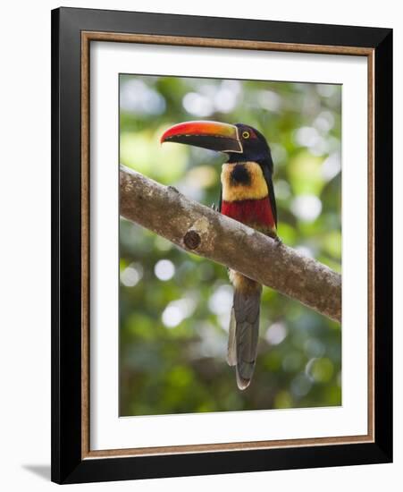 A Wild Fiery-Billed Aracari, Costa Rica-Jim Goldstein-Framed Photographic Print