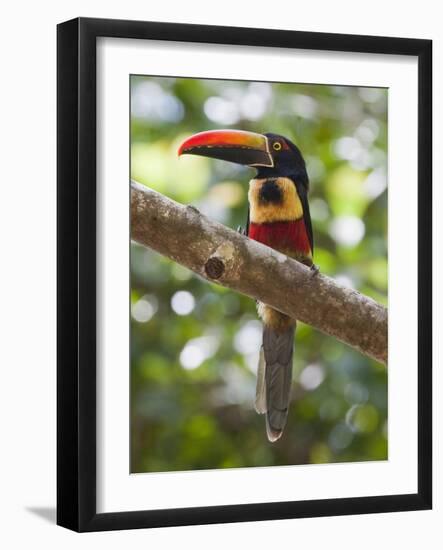 A Wild Fiery-Billed Aracari, Costa Rica-Jim Goldstein-Framed Photographic Print