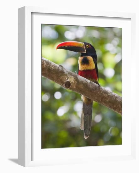 A Wild Fiery-Billed Aracari, Costa Rica-Jim Goldstein-Framed Photographic Print