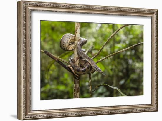 A wild green anaconda (Eunectes murinus), Amazon National Park, Loreto, Peru, South America-Michael Nolan-Framed Photographic Print