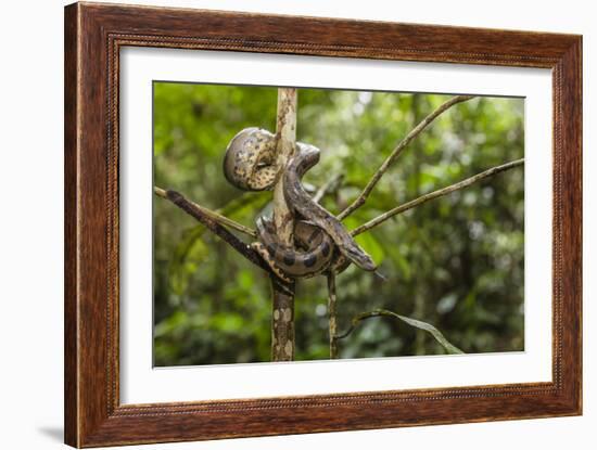 A wild green anaconda (Eunectes murinus), Amazon National Park, Loreto, Peru, South America-Michael Nolan-Framed Photographic Print