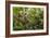 A wild green anaconda (Eunectes murinus), Amazon National Park, Loreto, Peru, South America-Michael Nolan-Framed Photographic Print