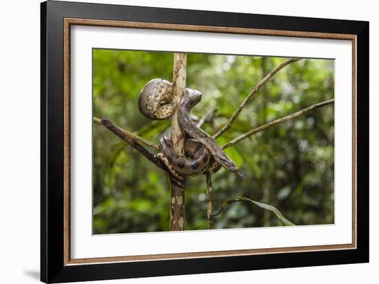 A wild green anaconda (Eunectes murinus), Amazon National Park, Loreto, Peru, South America-Michael Nolan-Framed Photographic Print