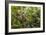 A wild green anaconda (Eunectes murinus), Amazon National Park, Loreto, Peru, South America-Michael Nolan-Framed Photographic Print