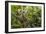 A wild green anaconda (Eunectes murinus), Amazon National Park, Loreto, Peru, South America-Michael Nolan-Framed Photographic Print