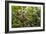 A wild green anaconda (Eunectes murinus), Amazon National Park, Loreto, Peru, South America-Michael Nolan-Framed Photographic Print