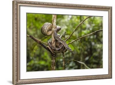 20+ Anaconda Wildlife Art Expo