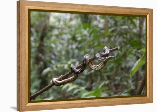 A wild green anaconda (Eunectes murinus), Amazon National Park, Loreto, Peru, South America-Michael Nolan-Framed Premier Image Canvas