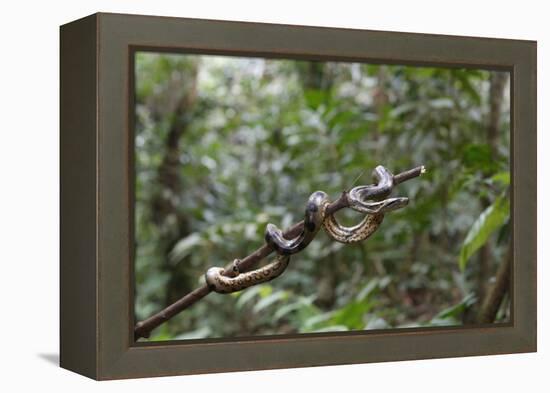 A wild green anaconda (Eunectes murinus), Amazon National Park, Loreto, Peru, South America-Michael Nolan-Framed Premier Image Canvas