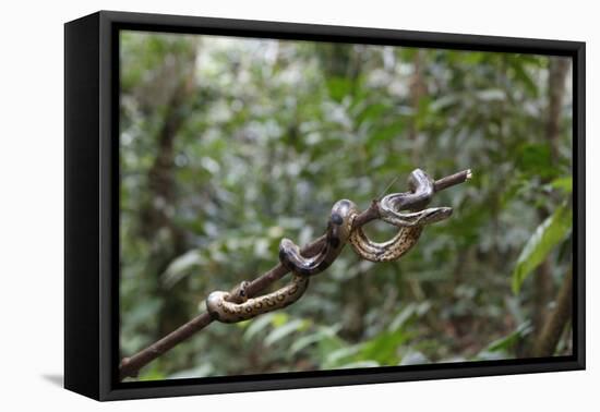 A wild green anaconda (Eunectes murinus), Amazon National Park, Loreto, Peru, South America-Michael Nolan-Framed Premier Image Canvas