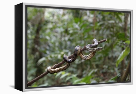 A wild green anaconda (Eunectes murinus), Amazon National Park, Loreto, Peru, South America-Michael Nolan-Framed Premier Image Canvas