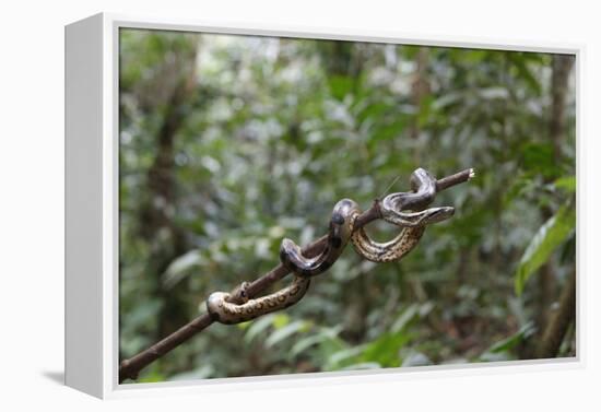 A wild green anaconda (Eunectes murinus), Amazon National Park, Loreto, Peru, South America-Michael Nolan-Framed Premier Image Canvas