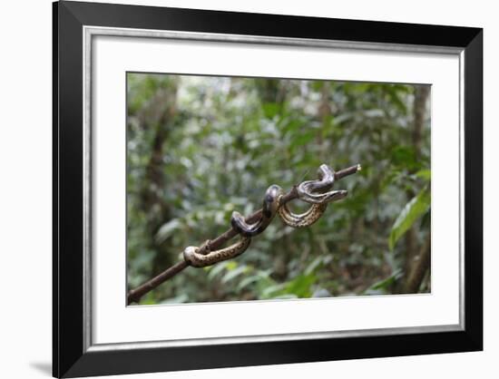 A wild green anaconda (Eunectes murinus), Amazon National Park, Loreto, Peru, South America-Michael Nolan-Framed Photographic Print