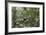 A wild green anaconda (Eunectes murinus), Amazon National Park, Loreto, Peru, South America-Michael Nolan-Framed Photographic Print