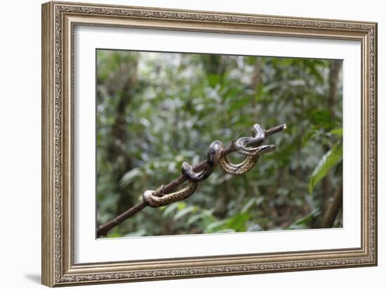 A wild green anaconda (Eunectes murinus), Amazon National Park, Loreto, Peru, South America-Michael Nolan-Framed Photographic Print