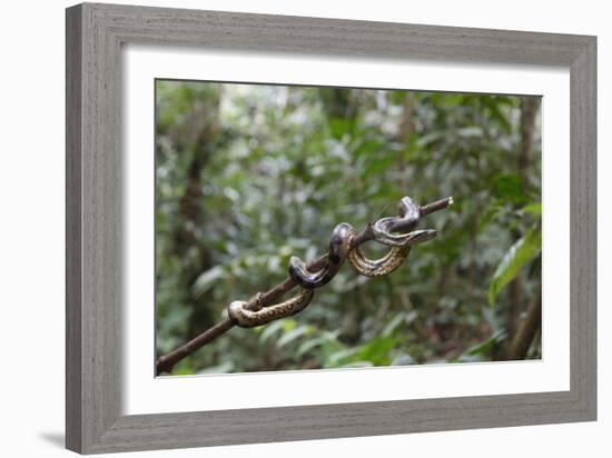 A wild green anaconda (Eunectes murinus), Amazon National Park, Loreto, Peru, South America-Michael Nolan-Framed Photographic Print