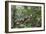 A wild green anaconda (Eunectes murinus), Amazon National Park, Loreto, Peru, South America-Michael Nolan-Framed Photographic Print