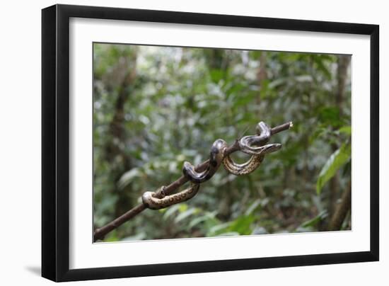 A wild green anaconda (Eunectes murinus), Amazon National Park, Loreto, Peru, South America-Michael Nolan-Framed Photographic Print