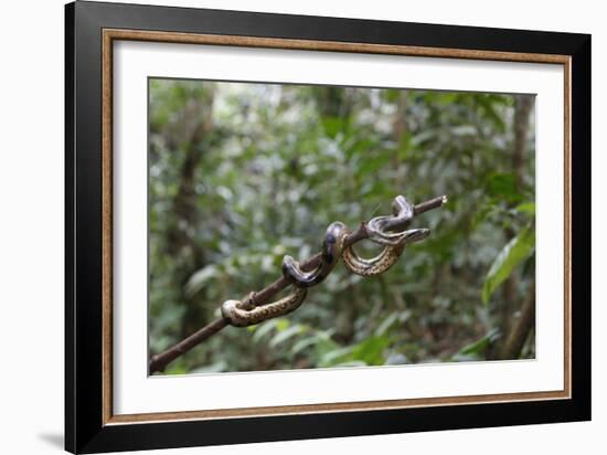 A wild green anaconda (Eunectes murinus), Amazon National Park, Loreto, Peru, South America-Michael Nolan-Framed Photographic Print