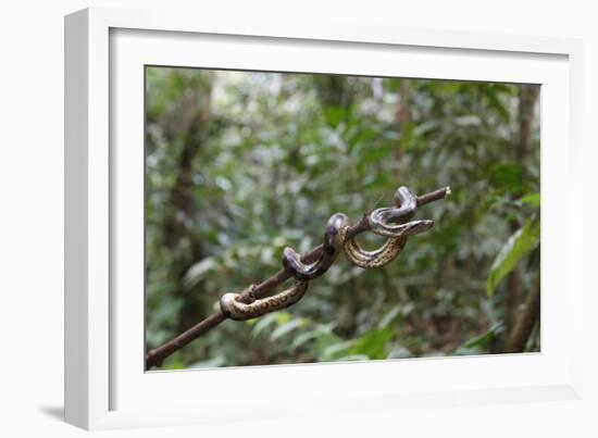 A wild green anaconda (Eunectes murinus), Amazon National Park, Loreto, Peru, South America-Michael Nolan-Framed Photographic Print