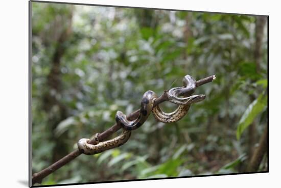 A wild green anaconda (Eunectes murinus), Amazon National Park, Loreto, Peru, South America-Michael Nolan-Mounted Photographic Print