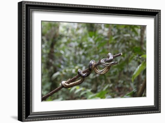 A wild green anaconda (Eunectes murinus), Amazon National Park, Loreto, Peru, South America-Michael Nolan-Framed Photographic Print