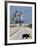 A Wild Hog Walks Across the Road-null-Framed Photographic Print