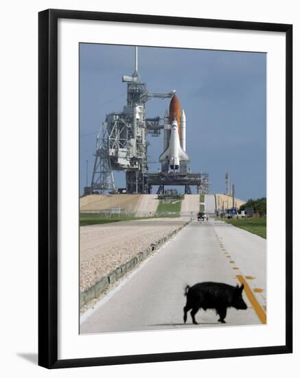 A Wild Hog Walks Across the Road-null-Framed Photographic Print