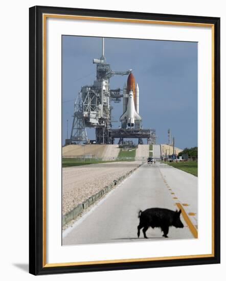 A Wild Hog Walks Across the Road-null-Framed Photographic Print