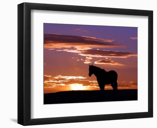 A Wild Horse Lingers at the Edge of the Badlands Near Fryburg, N.D.-Ruth Plunkett-Framed Photographic Print