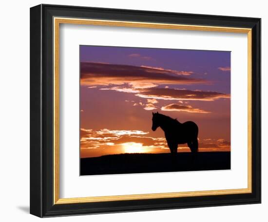 A Wild Horse Lingers at the Edge of the Badlands Near Fryburg, N.D.-Ruth Plunkett-Framed Photographic Print