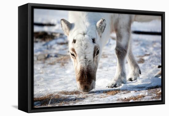 A Wild Reindeer on the Island of Spitsbergen, Svalbard, Norway-leaf-Framed Premier Image Canvas