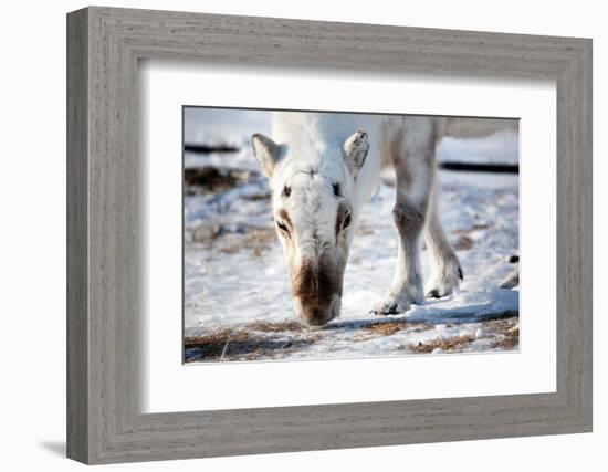 A Wild Reindeer on the Island of Spitsbergen, Svalbard, Norway-leaf-Framed Photographic Print